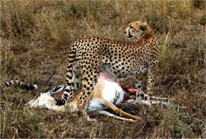 Cheetah with Kill (c) Alvy Ray Smith