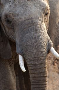 Elephant Closeup (c) Alvy Ray Smith