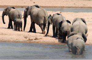 Ruaha Elephant Walk (c) Alvy Ray Smith