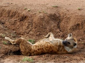 Relaxing Hyena (c) Alvy Ray Smith