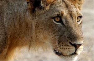 Lioness Closeup (c) AlvyRaySmith