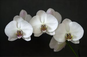 Slovenian Orchids (c) Alvy Ray Smith