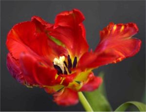 Tulip Flagrante (c) Alvy Ray Smith