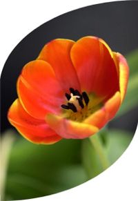 Open Tulip in a Double Half Arc (c) Alvy Ray Smith