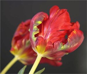 Two Tulips Side View (c) Alvy Ray Smith