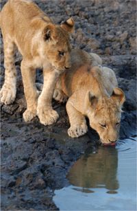 Two Cubs Drinking
